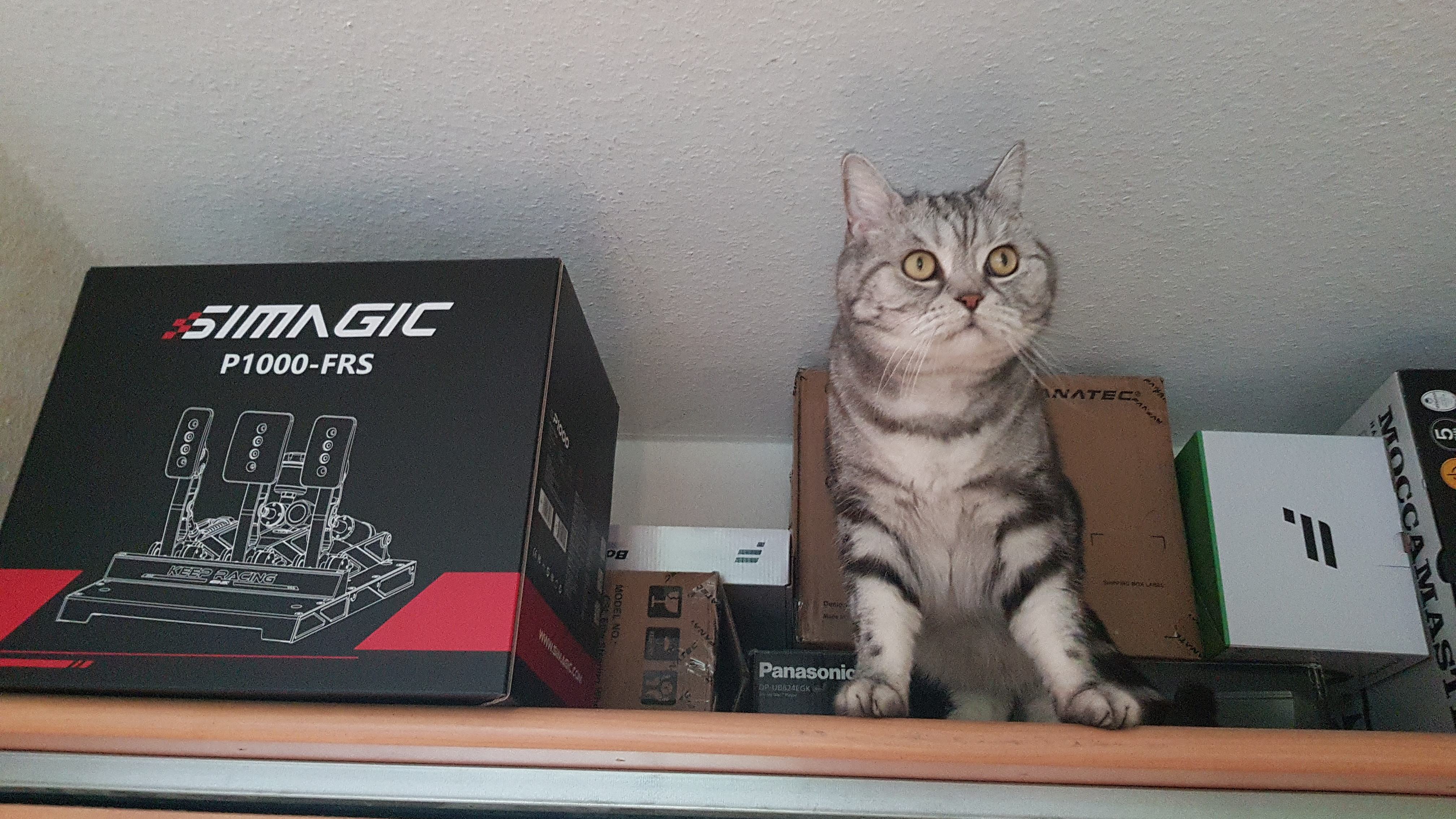 IMG-20250329-WA0006.jpeg