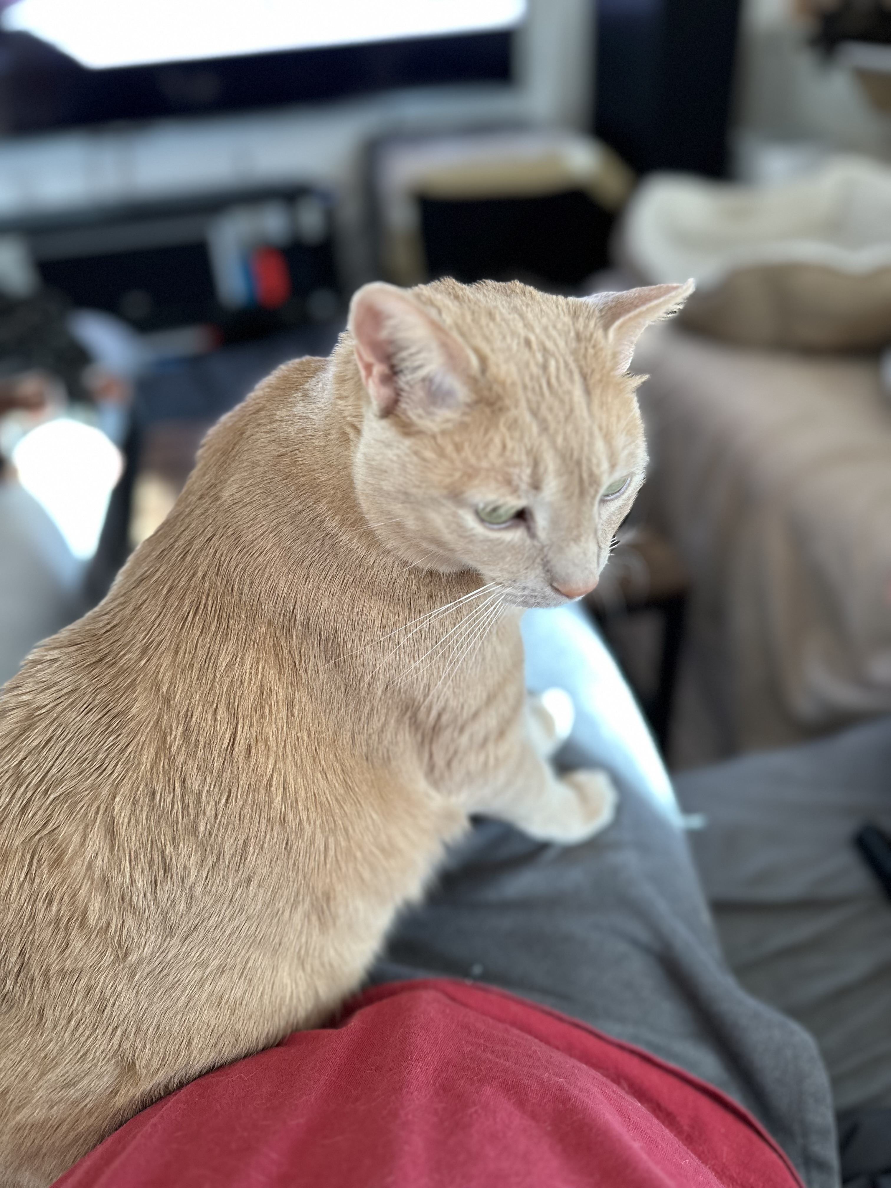 IMG_7205.jpeg