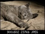 bautznersnef-albums-tiere-von-bautzi-5134-picture633197t-al3x4.jpg