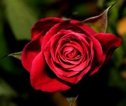 rose.jpg
