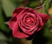 rose.jpg