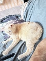 IMG_7779.jpeg
