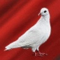 amd_24