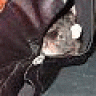 Senor_Mouse