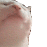Binnendijkii